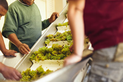 Packing Grapes